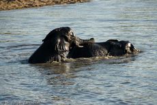 Afrikanischer Elefant (71 von 131).jpg